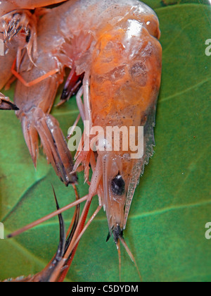 Tasty sea prawn shrimp In A Large Number Of Varieties 