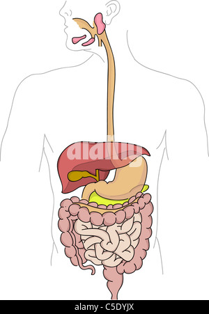 Human digestive system illustration - exclusive to Alamy only Stock Photo