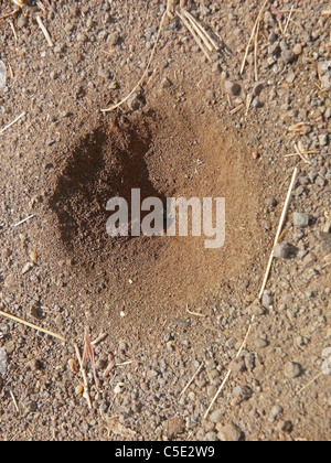 Funnel of Antlion, Myrmeleon formicarius, Myrmeleontidae, Doodlebug, Denizens Of The Sand, Maharashtra, India Stock Photo