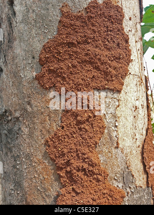 White ants, Canker Worms Stock Photo - Alamy