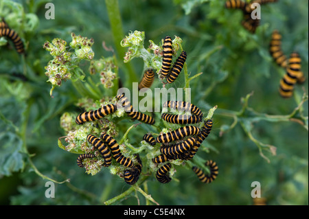 Cinnabar moth (Tyria jacobaeae) caterpillars on Ragwort plants Stock Photo