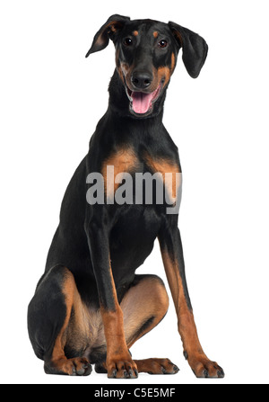 Doberman Pinscher, 8 and a half months old, sitting in front of white background Stock Photo