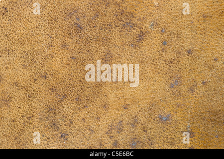 antique leather book cover background texture Stock Photo