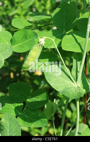 green snap pea growing in the garden Stock Photo