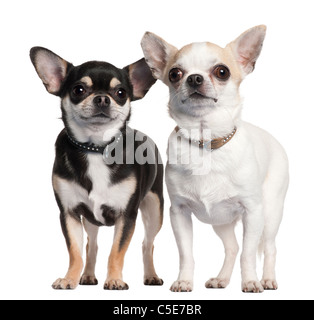 Two Chihuahuas in front of white background Stock Photo