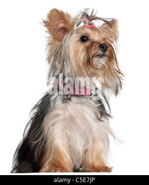 Yorkshire Terrier, 9 months old, sitting in front of white background Stock Photo