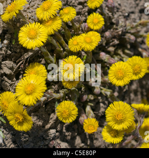 Close-up of Coltsfoot (Tussilago farfara) flowers in the field