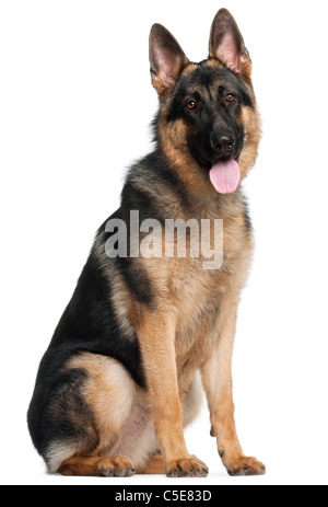 German Shepherd Dog, 8 months old, sitting in front of white background Stock Photo