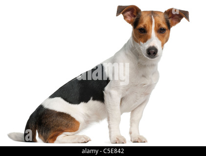 Jack Russell Terrier, 12 months old, sitting in front of white background Stock Photo