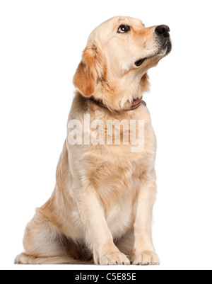 Golden retriever (5 months old) sitting against white background Stock ...