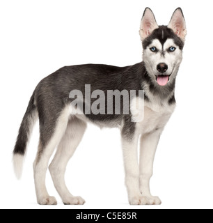 Siberian Husky puppy, 4 months old, standing in front of white background