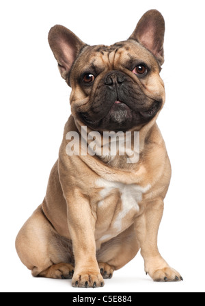 French Bulldog, 18 months old, sitting in front of white background Stock Photo
