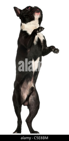French Bulldog, 18 months old, standing on hind legs in front of white background Stock Photo