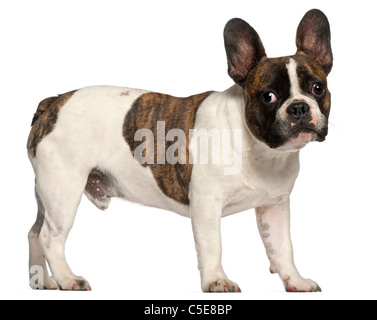 French Bulldog, 8 months old, standing in front of white background Stock Photo