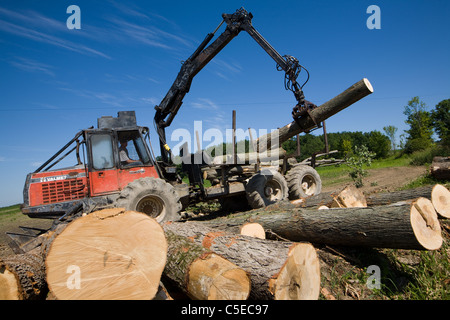 A logger using a forwarder with a picker to pile maple logs which will ...