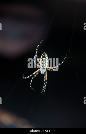 Yellow and black spider on web Stock Photo