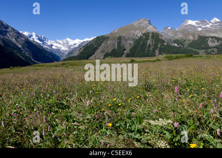 In June, an alpine pasture in the Aosta valley (Italy). La prairie alpine en Juin dans le Val d'Aoste (Italie). Stock Photo