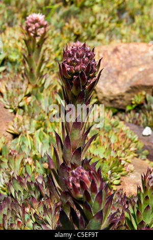 Dianthus glacialis caryophyllaceae gletschernelke, Gelmerbahn, Canton Bern, Switzerland Stock Photo