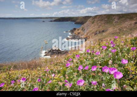 Bloody Cranesbill; Geranium sanguineum; Treleaver Cliff; Cornwall Stock Photo
