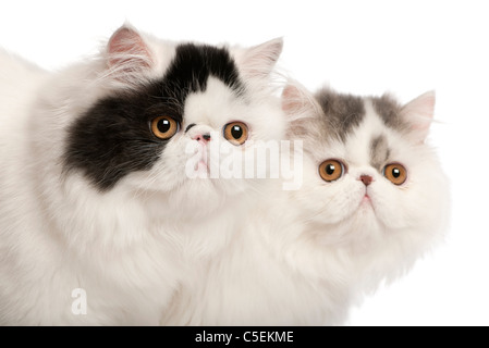 Persian cats, 6 months old, in front of white background Stock Photo