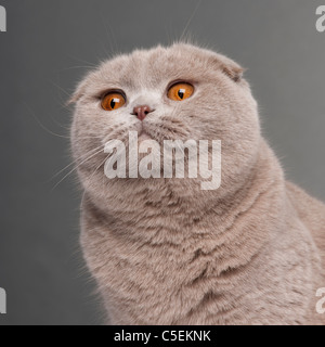 Close-up of Scottish Fold cat, 9 and a half months old, in front of grey background Stock Photo