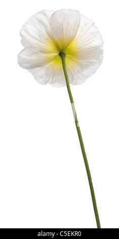 White Alpine poppy, Papaver alpinum, in front of white background Stock Photo