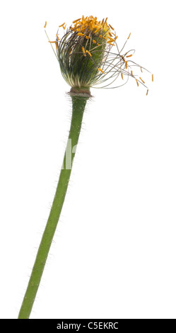 White Alpine poppy, Papaver alpinum, in front of white background Stock Photo