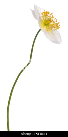 White Alpine poppy, Papaver alpinum, in front of white background Stock Photo