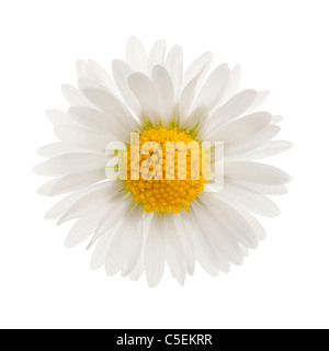 Daisy, Bellis perennis, in front of white background Stock Photo