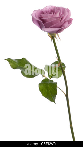 Rosa aqua rose in front of white background Stock Photo