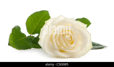 A single white Rose lying down on a white background, Family Rose Avalanche Stock Photo