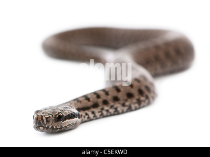 Common European adder or common European viper, Vipera berus, in front of white background Stock Photo