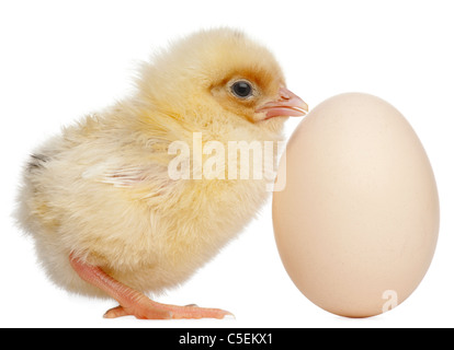 Chick with egg, 2 days old, in front of white background Stock Photo