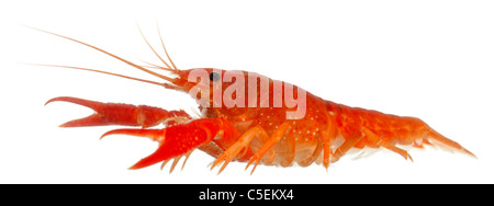 Blue Crayfish also known as a Blue Florida Crayfish, Procambarus alleni, in front of white background Stock Photo