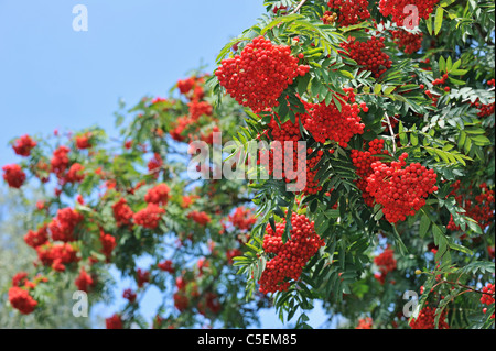 Red berries of European Rowan / mountain ash (Sorbus aucuparia) in autumn Stock Photo