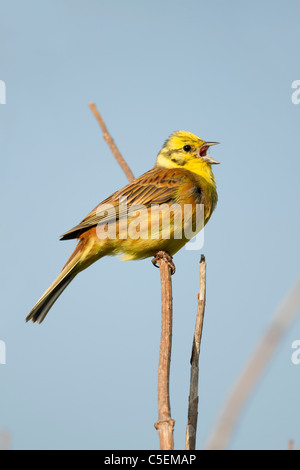 Yellowhammer; Emberiza citrinella; male; singing; Scotland Stock Photo