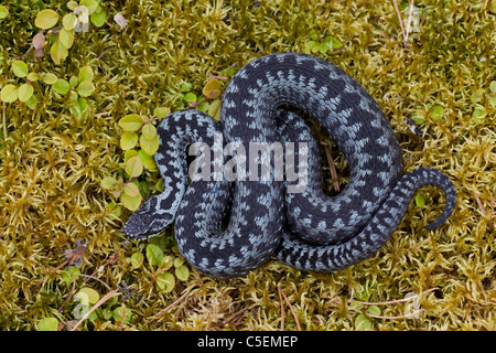 Common European adder / viper (Vipera berus) curled up in striking pose, grey color phase, Sweden Stock Photo