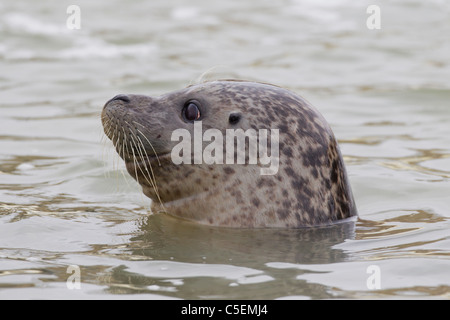 Common Seal / harbour seal (Phoca vitulina) close-up of head in water Stock Photo