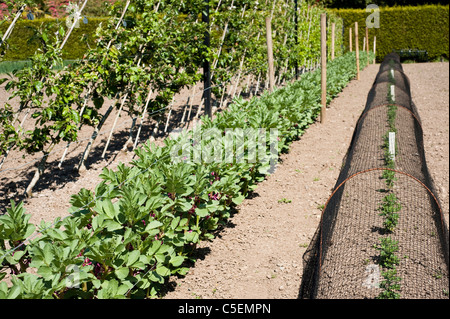 Row of Broad Bean ‘Crimson-Flowered’ or ‘Red-Flowered’ in flower  and young Chrysanthemum 'Bronze Elegance' plants Stock Photo