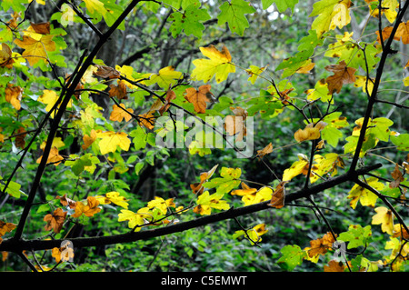 Autumn colours on deciduous tree near Cambridge England Stock Photo
