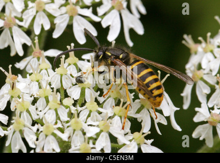 Median Wasp, Dolichovespula media, Vespinae, Vespidae, Apocrita, Hymenoptera Stock Photo
