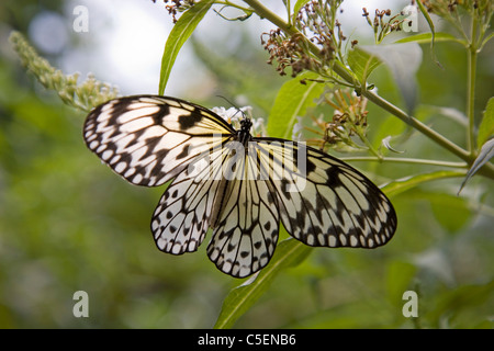White tree nymph butterfly, Idea leuconoe, common to Malaysia Stock Photo