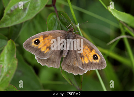 Meadow Brown Butterfly, Maniola jurtina, (Satyridae), Nymphalidae. Female. Stock Photo