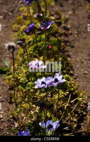 Mixed Anemone coronaria, 'De Caen', Garden Anemones, in bloom Stock Photo