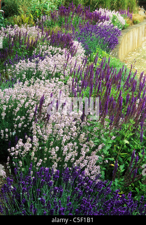 Purple Border, raised bed, Lavender lavandula garden plant plants borders flower flowers beds Stock Photo