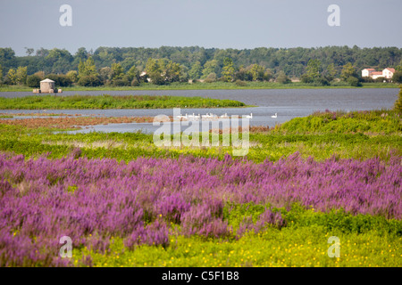 Purple loosestrife, Water primrose and wild Mute Swans in the Orx national nature reserve (France). Bog and marshy ground. Stock Photo