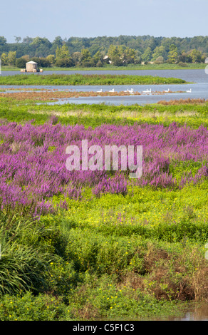 Purple loosestrife, Water primrose and wild Mute Swans in the Orx national nature reserve (France). Bog and marshy ground. Stock Photo