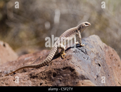 A Mojave Desert Iguana (Dipsosaurus dorsalis) basks in morning sun - Mojave Desert, California USA Stock Photo