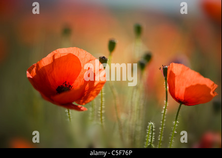 Papaver rhoeas (common names incl (common names include corn poppy, corn rose, field poppy, Flanders poppy, red poppy, red weed. Stock Photo
