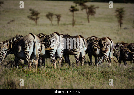 Grevy's zebra (Equus grevyi). Kenya Stock Photo